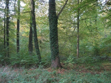 Eichen- und Hainbuchenmischwald nährstoffreicher Standorte