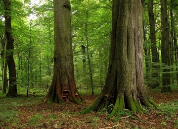 LRT 9130 - Waldmeister-Buchenwald mit rund 300 Jahre alten Uraltbuchen