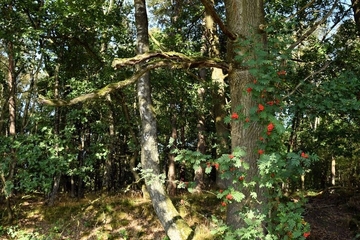 LRT 9190 - Alte bodensaure Eichenwälder auf Sandböden mit Stieleiche