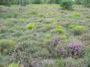 LRT 4010 - Feuchte Heiden mit Glockenheide (Erica tetralix)