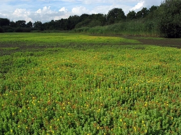 LRT 3130 - Nährstoffarmes bis mäßig nährstoffreiches Stillgewässer mit Strandlings- oder Zwergbinsenvegetation