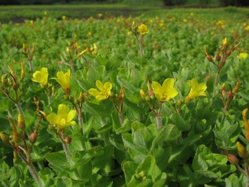 Das Sumpf-Johanniskraut (Hypericum elodes) ist in Niedersachsen stark gefährdet.