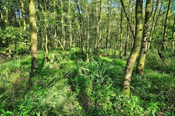 LRT 91E0 - Auenwälder mit Erle, Esche, Weide im Teilgebiet Huntebruch