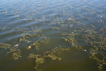 Durchwachsenes Laichkraut (Potamogeton perfoliatus) im Dümmer - LRT 3150 - Natürliche und naturnahe nährstoffreiche Stillgewässer mit Laichkraut- oder Froschbissgesellschaften