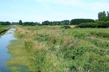 LRT 6430 - Feuchte Hochstaudenflur am Randkanal