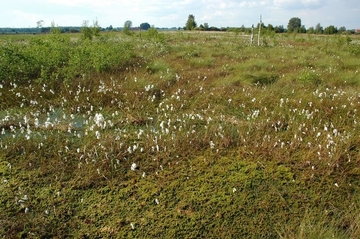 LRT 7120 - Renaturierungsfähiges, degradiertes Hochmoor im vernässtem Handtorfstich