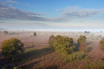 LRT 7120 - Renaturierungsfähiges, degradiertes Hochmoor im Besenheide-Hochmoordegenerationsstadium