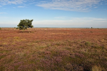 LRT 7120 - Renaturierungsfähiges, degradiertes Hochmoor