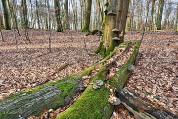 Franzhorn Totholz