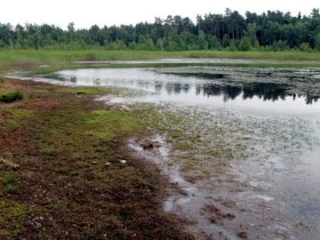 Mittlerer Heidhofer Teich - LRT 3130 - Nährstoffarme bis mäßig nährstoffreiche Stillgewässer mit Strandlings- oder Zwergbinsenvegetation