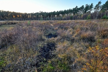 Wildschweinsuhle im Kranichmoor (LRT 7140)