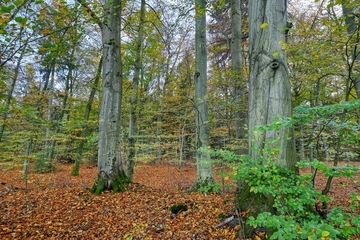 LRT 9110 - Hainsimsen-Buchenwald