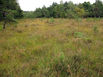 LRT 7110 - Lebendes Hochmoor in regeneriertem Torfstich