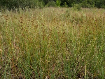 LRT 7210 - Sümpfe und Röhrichte mit Binsen-Schneide (Cladium mariscus) auf Mergelfläche am Rand der Mülldeponie