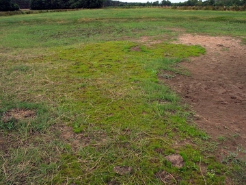 Trockengefallener LRT 3130 - Nährstoffarme bis mäßig nährstoffreiche Stillgewässer mit Strandlings- oder Zwergbinsenvegetation