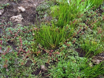 Pillenfarn (Pilularia globulifera), Sumpfquendel (Peplis portula) und Flutender Sellerie (Helosciadium inundatum) im LRT 3130