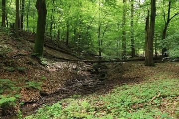 Quellbach der Düte im LRT 9130 - Waldmeister-Buchenwald