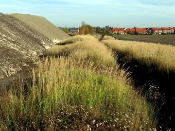 Ostteil des FFH-Gebiets mit Strand-Aster (Tripolium pannonicum ssp. tripolium) und Ruderalvegetation