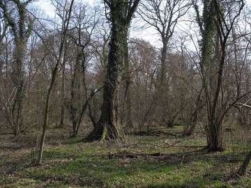 LRT 9160 mit alter Flatter-Ulme (Ulmus laevis) im Forst Esloh südöstlich von Dedensen