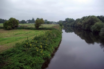 LRT 6430 - Feuchte Hochstaudenflur mit Fluss-Greiskraut (Senecio sarracenicus)