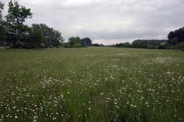 LRT 6510 - Magere Flachland-Mähwiese mit Wiesen-Margerite (Leucanthemum vulgare)