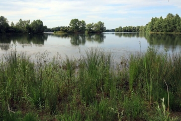 Renaturierter Baggersee als LRT 3150 - Natürliche und naturnahe nährstoffreiche Stillgewässer mit Laichkraut- oder Froschbissgesellschaften