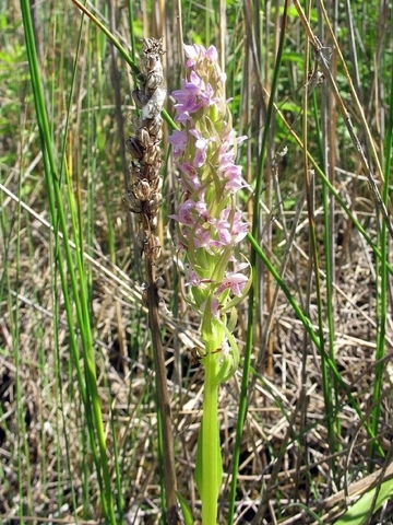 Fleischfarbenes Knabenkraut (Dactylorhiza incarnata) und Stumpfblütige Binse (Juncus subnodulosus) im LRT 7230