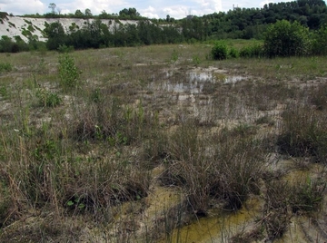 LRT 7230 - Kalkreiches Niedermoor auf der Sohle der Mergelgrube