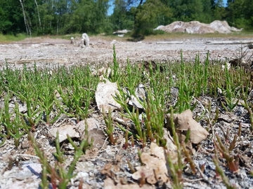 LRT 1340 - Salzwiese im Binnenland mit Queller- und Strandaster-Beständen (Gewöhnlicher Kurzähren-Queller - Salicornia europaea ssp. brachystachya)