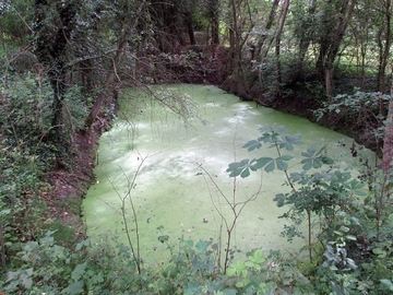 Stillgewässer mit Wasserlinsendecke