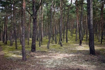 LRT 91T0 - Flechten-Kiefernwald in den Kaarßer Sandbergen des Carrenziener Dünenzugs