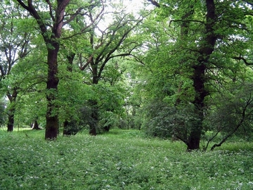 LRT 91F0 - Hartholzauwald in alt- und totholzreicher Ausprägung im Elbvorland bei Pevestorf