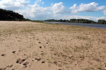 LRT 3270 - Flüsse mit Gänsefuß- und Zweizahn-Gesellschaften auf Schlammbänken, hier auf der Vogelinsel Hachede Sand