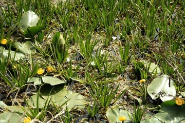 LRT 3150 - Natürliche und naturnahe nährstoffreiche Stillgewässer mit Laichkraut- oder Froschbissgesellschaften in einem Außendeichbrack der Neuhauser Marsch