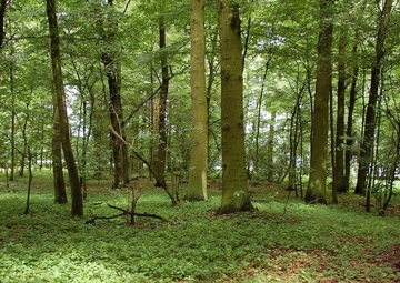 LRT 9160 - Feuchte Eichen- und Hainbuchen-Mischwälder mit Dominanz des Wald-Bingelkrauts (Mercurialis perennis)