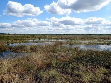 Rehdener Geestmoor