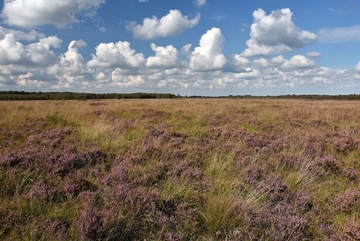 LRT 7120 - Renaturierungsfähiges degradiertes Hochmoor im trockenen Glockenheide-Hochmoordegenerationsstadium