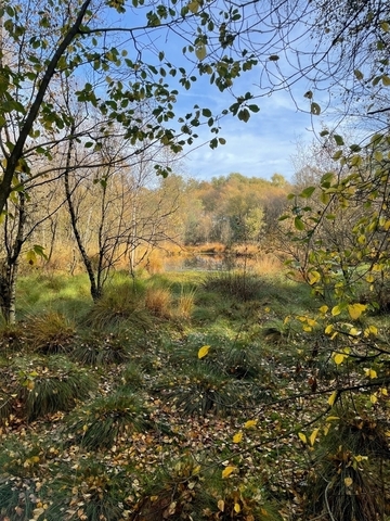 Naturschutzgebiet Hemmelter Moor