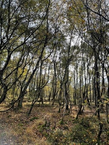 Naturschutzgebiet Hemmelter Moor