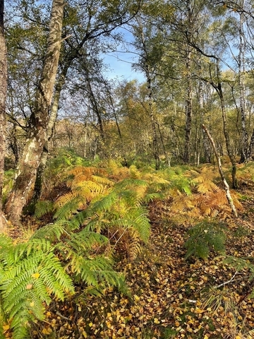 Naturschutzgebiet Hemmelter Moor