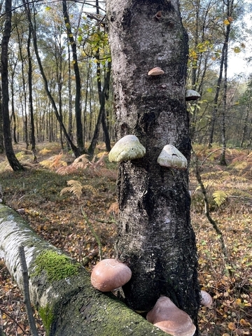 Naturschutzgebiet Hemmelter Moor