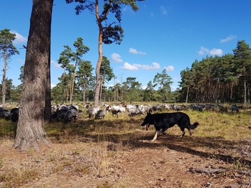Hütebeweidung der Offenlandbiotope mit Schafen und Ziegen