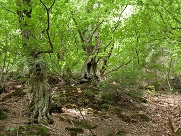 Alte, knorrige Hainbuchen auf Silikatgestein