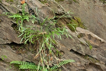 Nordischer Streifenfarn (Asplenium septentrionale)