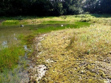 LRT 3130 - Nährstoffarme bis mäßig nährstoffreiche Stillgewässer mit Strandlings- oder Zwergbinsenvegetation