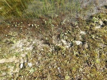 Uferzonierung mit Gewöhnlicher Sumpfbinse, Rasen-Binse und Wassernabel