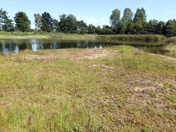 LRT 3130 - Nährstoffarme bis mäßig nährstoffreiche Stillgewässer mit Strandlings- oder Zwergbinsenvegetation