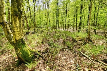 LRT 9160 - Feuchte Eichen- und Hainbuchen-Mischwälder