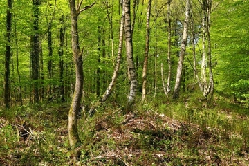 LRT 9160 - Feuchte Eichen- und Hainbuchen-Mischwälder