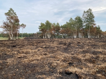 Der Brand breitete sich am Boden schnell über eine große Fläche aus. Vitale Bäume hingegen wurden meist nur versengt, ohne selbst in Brand zu geraten.